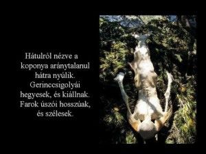 gp_dia6.jpg gp_dia6.jpg