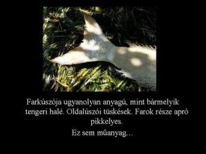 gp_dia7.jpg gp_dia7.jpg